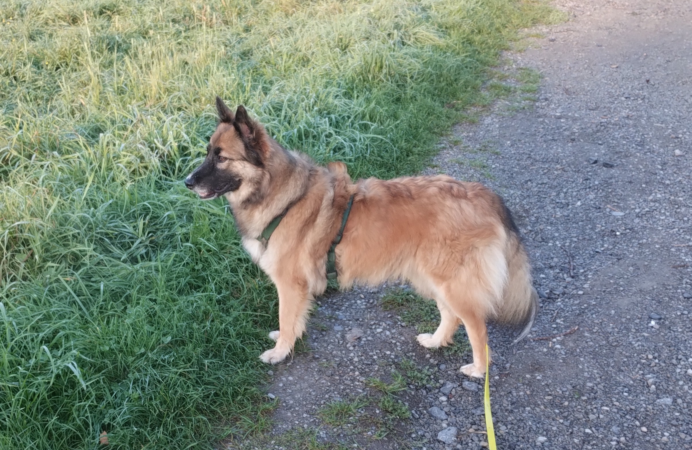Naya – Tierheim Wau-Mau-Insel