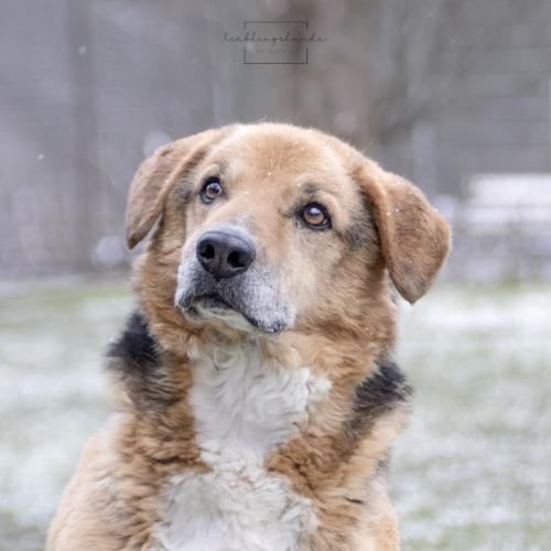 Wunderschne Ebay Hunde Kassel Bilder