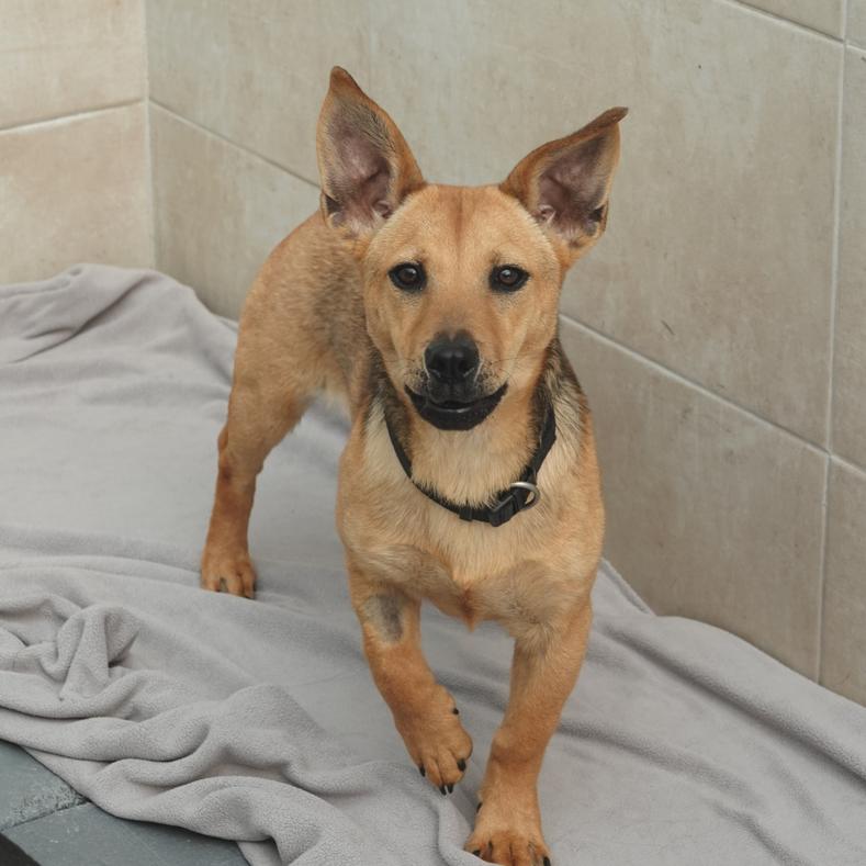 Wunderschne Ebay Hunde Kassel Bilder