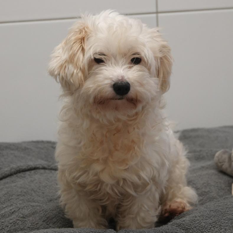 Wunderschne Ebay Hunde Kassel Bilder