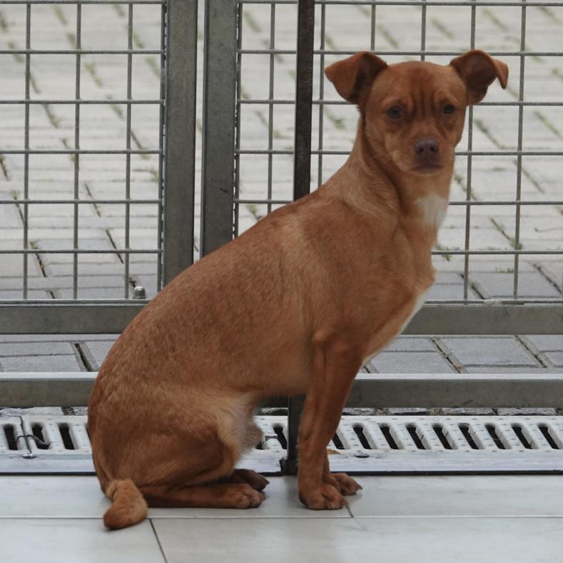 Wunderschne Ebay Hunde Kassel Bilder