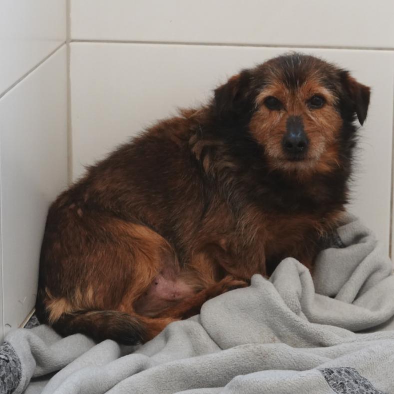 Wunderschne Ebay Hunde Kassel Bilder