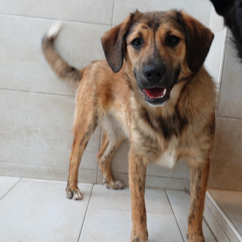 Wunderschne Ebay Hunde Kassel Bilder