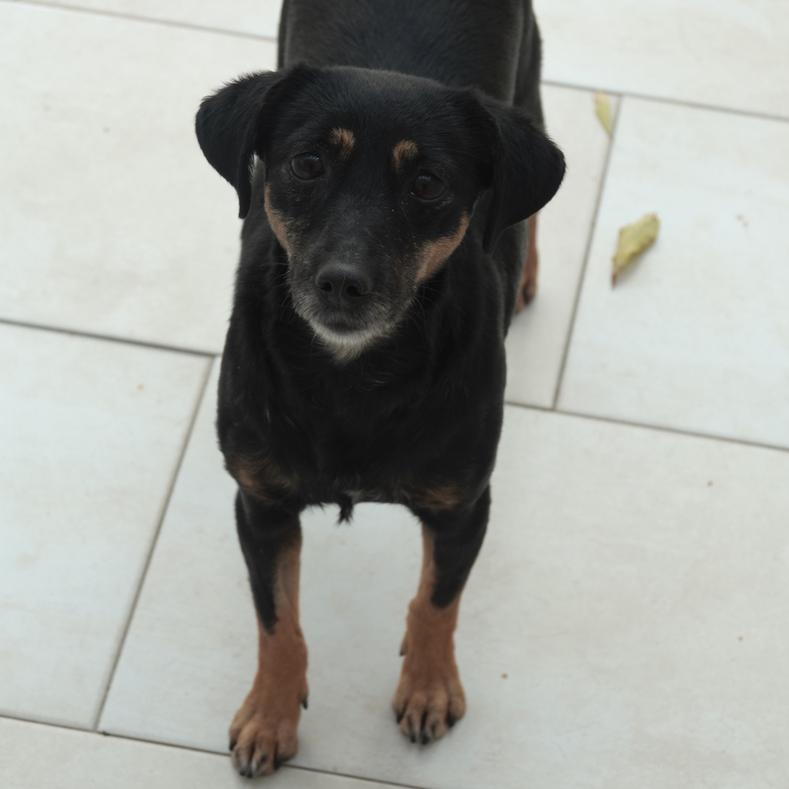 Angie – Tierheim Wau-Mau-Insel