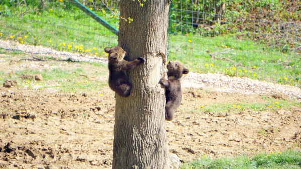 Welpen baum