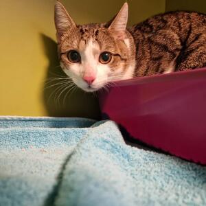 Wer kennt diesen Kater?

Dieser kleine Kerl kam heute als Fundtier, er wurde in der Br&uuml;derstra&szlig;e (Kassel), in einem  Hauseingang gefunden.

Er ist unkastriert und leider nicht gechipt.

Wer kannte ihn oder wei&szlig; wo er hin geh&ouml;rt?

Infos & Kontakt:

Tierheim Wau-Mau-Insel
Schenkebier Stanne 20
34128 Kassel

Telefonische Sprechzeiten:
Montag bis Freitag 10 - 12 Uhr & 16 - 18 Uhr

E-Mail tierheim@wau-mau-insel.de
Homepage https://wau-mau-insel.bmtev.de/

&Ouml;ffnungszeiten: Dienstag bis Samstag, jeweils von 14 &ndash; 16 Uhr sowie nach Vereinbarung.