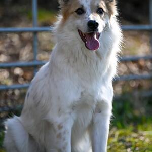 Unser Tier der Woche: Benny

Mischlingsr&uuml;de Benny (*2/2024)ist ein zauberhafter Mischlingsr&uuml;de ist im Mai 2025 zusammen mit einigen Hundekumpels aus Brasov, Rum&auml;nien, zu uns gekommen. Dort ist er als Junghund im st&auml;dtischen Tierheim Stupin gelandet, bevor er in unser Partnertierheim, das private Victory Shelter, gezogen ist und im letzten Fr&uuml;hjahr ein Ausreiseticket-ins-Gl&uuml;ck ergattert hat.
In seiner Heimat gibt es unendlich viele unerw&uuml;nschte Welpen und Junghunde - trotz ganzj&auml;hrig angebotener kostenloser Kastrationsaktionen unseres Partnervereins-, so dass Benny in seiner Heimat kaum eine Chance auf Vermittlung gehabt h&auml;tte. Daher &uuml;bernehmen wir, wann immer es unsere Platzkapazit&auml;ten erlauben, Tiere aus unseren Partnerprojekten, um unsere Tierschutzkollegen zu entlasten und den Tieren eine Chance auf ein normales Leben zu geben.

Als Benny zu uns kam, hat er mit mehreren R&uuml;den und H&uuml;ndinnen zusammengelebt. Und das hat eigentlich auch ganz gut geklappt. Nach und nach ist einer nach dem anderen ausgezogen, nur Benny ist &uuml;brig geblieben. Und seit sein Kumpel Baldo ausgezogen ist, an dem sich Benny immer orientiert hat, ist er ein wenig durch den Wind und lehnt seitdem jeden Mitbewohner ab. Egal, ob R&uuml;de oder H&uuml;ndin, jung, &auml;lter, alle souver&auml;n und nett mit Artgenossen, Benny zeigte sich nicht von seiner Schokoladenseite und selbst die gestandene und immer gut gelaunte H&uuml;ndin Dora sa&szlig; am zweiten Tag in der hintersten Ecke und traute sich nicht mehr nach vorne. Und so sitzt er nun ganz alleine in seinem Einzelapartment, weil &ndash; ehrlich gesagt &ndash; wollen wir Benny in seinem Ist-Zustand keinem Mitbewohner zumuten.

Daher suchen wir f&uuml;r Benny ein liebevolles Zuhause, in dem er als Einzelhund die alleinige Aufmerksamkeit seiner Menschen genie&szlig;t. Da er immer noch ein im Grunde genommen &auml;ngstlicher bzw. unsicherer Hund ist, sollten seine Menschen in ruhig-l&auml;ndlicher Umgebung leben und &uuml;ber Hundeerfahrung verf&uuml;gen. Kinder, insbesondere Kleinkinder, sollten nicht in seinem n&auml;heren Umfeld leben, da er durch sie einfach zu sehr gestresst w&auml;re. Und auch wenn die eigenen Kinder lieb und hundeerfahren sind:

⬇️ Weiter in den Kommentaren ⬇️
