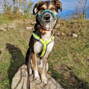 Am 01.11.2021 kamst du mit nicht mal 1,5 Jahren zur&uuml;ck zu uns ins Tierheim. Dein Besch&uuml;tzerinstinkt war zu stark geworden, Besucher konnten nicht mehr ins Haus. Du warst verunsichert, hattest Angst, ein Maulkorb war n&ouml;tig.
Und dann bist du mir begegnet. 
Man sagt, jeder hat diesen einen Hund im Leben &ndash; mein Seelenhund warst du. Zwischen uns war sofort diese Verbindung. Du hast mir vertraut, nie nach mir geschnappt, selbst beim Tierarzt nicht. Wenn du unsicher warst, hast du bei mir Schutz gesucht &ndash; das hat mir so viel bedeutet.
Unsere gemeinsamen Momente werde ich nie vergessen: spontane Autofahrten in den Wald, gro&szlig;e Gassirunden, baden im Bach (wie gl&uuml;cklich du dabei warst), alberne Fotos mit M&uuml;tzen und Ohren, dein &bdquo;B&auml;renkampf&ldquo; mit Sonia &ndash; aber nat&uuml;rlich nur mit Publikum 
Manchmal warst du ein kleiner Esel an der Leine, aber ich glaube, du wusstest ganz genau, dass man 30 kg nicht so leicht bewegt bekommt. Genau das warst du. Echt. Immer gut gelaunt.
Dann kam alles so pl&ouml;tzlich. Gewichtsverlust, schlechte Leberwerte, Ultraschall, Kontrastmittel &ndash; und schlie&szlig;lich die OP. Bis zuletzt habe ich gehofft. Doch es war ein Tumor, nicht mehr operabel. Die schwerste Entscheidung meines Lebens&hellip; aber sie war f&uuml;r dich. Du warst ein K&auml;mpfer bis zum Schluss. 🕊️
Du wirst f&uuml;r immer einen riesigen Platz in meinem Herzen haben. Es tut unendlich weh, an deinem Zwinger vorbeizugehen und Sonia ohne dich zu sehen. Dein Platz bei mir Zuhause ist dir sicher &ndash; dein Elefant steht schon bereit.
Komm gut &uuml;ber die Regenbogenbr&uuml;cke, irgendwann sehen wir uns wieder.

Ich hab dich lieb.
Deine Antonia