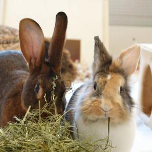 Unser Tier der Woche: Bella und Lisa

Bella (*2021) und Lisa (*2024) sind schon rein optisch ein au&szlig;ergew&ouml;hnliches Kaninchen-Gespann, das zusammen mit einem B&ouml;ckchen bei uns abgegeben wurde, weil die Haltungsbedingungen suboptimal waren und es bereits Auflagen vom Veterin&auml;ramt gab. 

Bella ist ein L&ouml;wenkopfkaninchen &ndash; die Bezeichnung kommt von dem rassetypischen Erkennungsmerkmal, der sogenannten &sbquo;M&auml;hne&lsquo;.. Rund um den Kopf haben L&ouml;wenk&ouml;pfchen einen Kragen aus l&auml;ngerem, dichtem Fell, so, wie es die m&auml;nnlichen L&ouml;wen haben. Was vielen Tierfreunden nicht bewusst ist, ist, dass das feine Fell t&auml;glich gepflegt und geb&uuml;rstet werden muss, denn sonst bilden sich schnell Kn&ouml;tchen und dann entstehen Filzplatten, die sich nicht wegb&uuml;rsten lassen, sondern runtergeschoren werden m&uuml;ssen. Vom Charakter her sind L&ouml;wenk&ouml;pfchen aktiv, neugierig, mal frech-vorwitzig und bei entsprechender Sozialisierung menschenbezogen, gleichzeitig behalten sie eine gewisse Scheu und Vorsicht bei und m&ouml;gen nicht so gerne angefasst werden. F&uuml;r Kinder oder Anf&auml;nger sind Bella und Lisa daher nur bedingt geeignet. Grunds&auml;tzlich brauchen Kaninchen einfach Zeit, bis sie sich an eine neue Umgebung und neue Menschen gew&ouml;hnt haben. Und je nachdem, wie sie zuvor gehalten wurden oder wieviel Menschenkontakt sie in ihrem bisherigen Leben hatten, kann dies auch etwas l&auml;nger dauern.

Lisa ist ein sogenanntes Hasenkaninchen (die Rasse hei&szlig;t tats&auml;chlich so), das sich nicht nur vom &Auml;u&szlig;eren, sondern auch vom Charakter her sehr von anderen Kaninchenrassen unterscheidet. W&auml;hrend viele andere Kaninchenrassen einen eher rundlichen K&ouml;rper haben, hat das Hasenkaninchen als besondere Merkmale einen sehr schmalen K&ouml;rper, lange und schlanke Beine und einen markanten, eher l&auml;nglichen Kopf. Hasenkaninchen sind sehr aktiv und sportlich und bewegen sich gerne und viel. Daher ben&ouml;tigen sie noch mehr Platz als andere Kaninchenrassen. In einer kleinen Wohnung f&uuml;hlen sie sich vermutlich nicht wohl. Ein gro&szlig;es, gut gesichertes Au&szlig;engehege, das abwechslungsreich gestaltet ist mit genug Platz zum Hoppeln, Buddeln, Spielen, Erkunden, aber auch Verstecken und Ruhen w&auml;re optimal. Man sagt der Rasse nach, dass sie sehr schreckhaft ist.