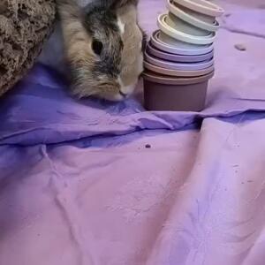 Bella durfte ein bisschen Futter und Leckerlis suchen.

Spa&szlig; und auch ein bisschen Abwechslung hatte sie auf jeden Fall ❤️