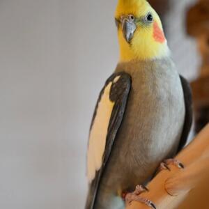 Unser Tier der Woche: Kiko

 
Kiko ist als Fundvogel aus Kassel-Wolfsanger/Hasenhecke bei uns abgegeben worden, nachdem er erst auf den Balkon und dann in die Wohnung der Finder geflattert ist. Leider hat ihn &ndash; wie auch nicht anders zu erwarten war &ndash; bis heute niemand vermisst gemeldet.

Wie bei vielen Kleintieren und auch V&ouml;geln gilt die Maxime: Je mehr Platz sie zur Verf&uuml;gung haben, desto besser ist es. Eine dauerhafte Haltung in einem kleinen K&auml;fig ist keineswegs artgerecht und die Unterbringung sollte auf jeden Fall in einer ger&auml;umigen Voliere sein. Wer genug Platz im Eigenheim hat, kann den Haubenschl&uuml;mpfen nat&uuml;rlich auch gerne ein ganzes Zimmer zur Verf&uuml;gung stellen, so dass sie ihren nat&uuml;rlichen Bewegungsdrang richtig ausleben k&ouml;nnen.

 

Die Voliere oder das Vogelzimmer sollten mit allerlei Besch&auml;ftigungsm&ouml;glichkeiten ausgestattet sein, damit erst gar keine Langeweile aufkommt: gr&ouml;&szlig;ere Sitzstangen, idealerweise aus nat&uuml;rlichen Materialien wie Holz und Kork, Schaukel- und Kletterm&ouml;glichkeiten sowie &Auml;ste zum Knabbern (hier eignen sich &Auml;ste von Obstb&auml;umen, Weiden und Birken).

 

Wenn man bedenkt, dass Nymphensittiche in freier Natur t&auml;glich mehrere hundert Kilometer fliegen, um an Wasserl&ouml;cher zu gelangen und etliche Stunden am Tag mit der Futtersuche besch&auml;ftigt sind, wird jedem Vogelliebhaber schnell klar, dass sich Nymphensittiche in menschlicher Obhut doch sehr langweilen m&uuml;ssen. Der Room Service f&uuml;r unsere gefiederten Freunde ist zwar nett und bestimmt auch gut gemeint, aber es ist auf Deutsch gesagt grottenlangweilig 😉

 

Daher ist es die Aufgabe von verantwortungsbewussten Vogelbesitzern, f&uuml;r die n&ouml;tige Abwechslung zu sorgen. Hier ist unser Einfallsreichtum gefragt, denn viele Dinge kann man mit ein bisschen handwerklichem Geschick selber basteln. Nymphensittiche lieben Schaukeln und knabbern gern an allem &ndash; und dieses Wissen kann man sich bei der Voliereneinrichtung zunutze machen. Auf der anderen Seite sind sie sind von Haus aus bei allem Neuem anfangs erst einmal skeptisch und es dauert eine ganze Weile, bis sie neues Spielzeug annehmen.

⬇️ Weiter in den Kommentaren ⬇️