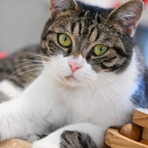 Unser Tier der Woche: Toffifee

Toffifee ist eine liebenswerte junge Katzenlady (*10/2024), die in ihrem kurzen Leben leider schon viel Pech hatte. Urspr&uuml;nglich ist sie als Fundtier zu uns ins Tierheim gekommen und war weder kastriert noch gechippt, so, wie es eigentlich seit Einf&uuml;hrung der Katzenschutzverordnung im Jahr 2019 Pflicht ist f&uuml;r Freig&auml;ngerkatzen. Dies wurde nat&uuml;rlich zwischenzeitlich nachgeholt. 
Als sie von der Quarant&auml;ne ins Vermittlungszimmer gezogen ist, hat sie ihren Mitbewohnern deutlich gezeigt, dass sie es partout nicht leiden kann, wenn ihr jemand allzu dicht auf die Pelle r&uuml;ckt. Aber mal ehrlich, wer m&ouml;chte schon st&auml;ndig von Fremden bedr&auml;ngt werden? Auch wenn wir nicht alle gleich so kratzb&uuml;rstig reagieren wie Toffifee 😉 Aber sie hat auch uns deutlich gezeigt, dass sie sich eher ein Zuhause als Einzelprinzessin w&uuml;nscht und gerne die alleinige Aufmerksamkeit ihrer Dosen&ouml;ffner genie&szlig;en m&ouml;chte. Und selbstverst&auml;ndlich m&ouml;chten wir die W&uuml;nsche unserer Tierheimbewohner wenn m&ouml;glich erf&uuml;llen&hellip;.

Toffifee hatte sogar schon einmal f&uuml;r einige Wochen ein Zuhause gefunden, doch leider hat sich im Nachhinein herausgestellt, dass Toffifee an HCM erkrankt ist, einer eher seltenen Herzmuskelerkrankung, die leider nicht heilbar, sondern lediglich medikament&ouml;s behandelbar ist. Katzen mit HCM zeigen in der Regel eine verminderte Leistungsbereitschaft, sind weniger belastbar und schneller m&uuml;de. Daher ist es immens wichtig, dass &ndash; wenn irgendwie m&ouml;glich &ndash; jeglicher Stress von Toffifee ferngehalten wird. Ihr zuk&uuml;nftiges Zuhause sollte daher in einem  ruhigen Umfeld liegen, vielleicht bei einer Einzelperson oder einem Paar und Besucher sollten sich nicht die Klinke in die Hand geben oder es sollten auch nicht w&ouml;chentlich wilde Partys gefeiert werden. Dar&uuml;ber hinaus muss ihr Herz regelm&auml;&szlig;ig kontrolliert werden, damit man entsprechend reagieren kann. Im M&auml;rz wird noch einmal ein Kontroll-Herzultraschall durchgef&uuml;hrt und wir hoffen, dass es keine gr&ouml;&szlig;eren Auff&auml;lligkeiten gibt. 

⬇️ Weiter in den Kommentaren ⬇️