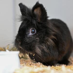 Unser Tier der Woche: Shadow

Shadow (*6/2020) ist eine attraktive H&auml;sin im Fr&uuml;hherbst des Lebens, die bei uns abgegeben wurde, weil ihr Partner verstorben ist und die Besitzer die Kleintierhaltung aufgeben wollten. Dies ist leider ein h&auml;ufiges Problem in der Kleintierhaltung. Daher ist es unserer Meinung nach die sinnvollste L&ouml;sung, wenn man die Kaninchenhaltung aufgeben m&ouml;chte, das zur&uuml;ckgebliebene Tier auf keinen Fall alleine zu halten, sondern es im Tierheim abzugeben, falls man selbst keinen Platz-f&uuml;r-immer findet.

Au&szlig;er einem tr&auml;nenden Auge, das aktuell noch behandelt wird, ist Shadow topfit. Auch die erforderliche Impfung hat sie gut &uuml;berstanden. Wir sind immer wieder erstaunt, wie wenig Kaninchenbesitzer ihren Tieren &ndash; aus welchen Gr&uuml;nden auch immer - einen ausreichenden Impfschutz zukommen lassen. Doch gerade f&uuml;r Zwergkaninchen ist der regelm&auml;&szlig;ige Impfschutz (&uuml;ber)lebenswichtig und daher sollten alle Kaninchen zwingend gegen Myxomatose, RHD1 und RHD2 erfolgen, denn diese Viruserkrankungen enden leider, wenn sie ausbrechen, meist t&ouml;dlich.

Aber zur&uuml;ck zu Shadow: Alle Kaninchen sind von Natur aus neugierig und so nat&uuml;rlich auch Shadow. Daher sollte ihr Zuhause-f&uuml;r-immer m&ouml;glichst abwechslungsreich gestaltet sein. Ob Buddelkiste, Tunnel, R&ouml;hren oder andere Verstecke, aber auch Liegefl&auml;chen auf verschiedenen Ebenen, Kaninchen interessieren sich sehr f&uuml;r ihre Umwelt und probieren auch gerne mal was Neues aus. Mit ein bisschen handwerklichem Geschick lassen sich ganze Kaninchenparadiese gestalten. Es gibt aber auch tolle Onlineshops, in dem man tierfreundliches und nachhaltiges Zubeh&ouml;r bestellen kann. Dabei sind Einrichtungsgegenst&auml;nde aus Naturmaterialien zu bevorzugen und Plastik grunds&auml;tzlich zu vermeiden.

Eine M&ouml;glichkeit, den Alltag von Kaninchen sinnvoll zu gestalten ist &uuml;ber das Futter. In der freien Natur m&uuml;ssen sich Kaninchen ihre Nahrung erarbeiten, in menschlicher Obhut bekommen sie in der Regel alles mundgerecht serviert. Dieser Rundumservice ist gut gemeint, aber mangels anderer Besch&auml;ftigung f&uuml;r die Tiere ziemlich langweilig Ob Futterbaum oder Suchspiele, bei denen sich die Kaninchen nicht nur bewegen, sondern auch K&ouml;pfchen beweisen m&uuml;ssen.