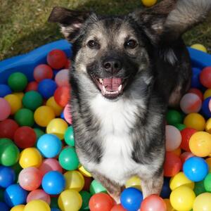 Breaking New!!!

Hund im B&auml;llebad gesichtet &ndash; Verdacht auf akute Fr&ouml;hlichkeit!

Spa&szlig; und Besch&auml;ftigung geh&ouml;ren bei uns genauso dazu wie Kuscheleinheiten. Denn auch unsere Tierheimnasen sollen lachen, spielen und einfach Hund sein d&uuml;rfen

Und wer wei&szlig;&hellip; vielleicht sucht genau dieser B&auml;llebad-Champion noch seinen pers&ouml;nlichen Ballwerfer f&uuml;rs Leben?

#Tierheimliebe #AdoptierenStattKaufen #Hundespa&szlig; #GuteLaune #Tierheimhund HappyPaws