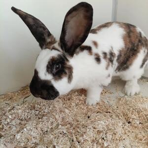 Fundtiere der letzten Tage&hellip;.

H&auml;sin Karin wurde Ostersamstag in Nord-Holland in der Grebensteiner Stra&szlig;e aufgegriffen und zusammen mit einem weiteren Kaninchen als Fundtier bei uns abgegeben. Das zweite Kaninchen war leider in so einem schlechten Allgemeinzustand, dass es leider verstarb&hellip;. Kaninchendame Gia wurde Ostermontag am Hegelsberg in unmittelbarer N&auml;he des Sportplatzes von Fortuna Kassel gefunden. Der schwarz-braune Stallkaninchen-Bock Goliath wurde uns gestern von der Stadtpolizei als Fundtier aus der J&auml;gerstra&szlig;e gebracht. Er hatte eine Wunde am Hals, aber wir k&ouml;nnen nicht sagen, woher die Verletzung kommt. In der Wilhelmsh&ouml;her Allee wurde die schwarz-wei&szlig;e Katzendame Helena gefunden. Leider war sie nicht gechippt, so, wie es seit Einf&uuml;hrung der Kasseler Katzenschutzverordnung seit 2019 eigentlich Pflicht ist. Und zu guter Letzt machte der schwarze Hahn Zwischenstopp in der Wau-Mau-Insel und wird zuk&uuml;nftig auf einer Pflegestelle bestens versorgt.

 

Wer eines der Tiere kennt bzw. wiedererkennt, kann sich gerne im Tierheim melden

Tierheim Wau-Mau-Insel
Schenkebier Stanne 20
D-34128 Kassel

Tel. 0561-861 56 80

Email tierheim@wau-mau-insel.de
www.wau-mau-insel.de