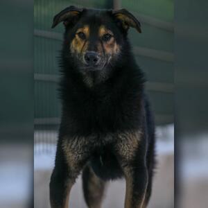 Unser Tier der Woche: Balu

Balu (*12/2024)ist ein sanfter und hochsensibler Mischlingsr&uuml;de, den wir im Sommer 2025 zusammen mit einigen Hundekumpels aus unserem rum&auml;nischen Partnertierheim in Brasov &uuml;bernommen haben. In seiner Heimat hat er leider so gut wie keine Chance auf Vermittlung und durchschnittlich befinden sich 100 - 160 Junghunde sowohl im st&auml;dtischen Tierheim als auch im privaten Victory Shelter, die von ihrem Besitzer nicht mehr gewollt, auf die Stra&szlig;e gesetzt, &uuml;ber den Zaun geworfen, mitten in der Pampa ausgesetzt oder gar in M&uuml;llcontainern entsorgt werden. Und so ist letztendlich auch Balu bei unseren rum&auml;nischen Tierschutzkollegen gelandet. Im Victory Shelter war er wenigstens in Sicherheit und wurde tier&auml;rztlich untersucht und bestm&ouml;glich versorgt. Aber wir alle wissen, dass ein Tierheim niemals ein richtiges Zuhause ersetzen kann.

Und so hat Balu eines der begehrten Ausreisetickets erhalten und sucht nun bei uns sein Gl&uuml;ck. W&auml;hrend die meisten seiner Kumpels bereits ein Zuhause gefunden haben, hat es bisher mit dem &sbquo;perfect match&lsquo; noch nicht geklappt. Eigentlich ist Balu eine kleine Schissbux und w&uuml;nscht sich insgeheim, dass sich im Erdboden ein gro&szlig;es Loch auftut, in dem er verschwinden kann. Da dies nun mal nicht passiert, hat sich Balu angew&ouml;hnt, Besucher am Zaun erst mal zu verbellen. In der Regel klappt das ganz gut und die Interessente gehen (leider) einfach weiter. Wir wissen aber, dass, wenn jemand seinen Zwinger betritt, die gro&szlig;e Klappe ganz schnell verstummt und er sich hinter jedem noch so kleinen Mitbewohner versteckt. 

Mit Artgenossen beiderlei Geschlechts vertr&auml;gt sich Balu sehr gut, so dass ein souver&auml;ner und sozialer Ersthund Balu nicht nur gut tut, sondern auch eine Grundvoraussetzung f&uuml;r eine erfolgreiche Vermittlung ist. Der Ersthund sollte Balu an die Pfote nehmen und ihm zeigen, wie das Zusammenleben funktioniert. Balu sollte sich an diesem Mitbewohner orientieren und viel von ihm lernen k&ouml;nnen. Seine Menschen sollten &uuml;ber Erfahrung mit &auml;ngstlichen Hunden haben und in der Lage sein, ihm Vertrauen und Sicherheit zu vermitteln.

⬇️ Weiter in den Kommentaren ⬇️