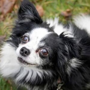 Unser Tier der Woche: Wasabi

Langhaar-Chihuahua-Mix-R&uuml;de Wasabi (*2019) ist eine kleine Hundepers&ouml;nlichkeit und wurde von der Polizei als 'Fundhund' aus Vellmar gebracht. Einer Polizistin hatte er bei dem Versuch, ihn zu sichern, in die Hand gebissen. Nur einen Tag zuvor rief die Besitzerin aus Baunatal an und wollte m&ouml;glichst schnell ihren bissigen Chihuahua loswerden. Sie habe ihn als Welpe vor sechs Jahren &uuml;ber Ebay Kleinanzeigen aus der N&auml;he von Koblenz gekauft. Nun, Baron M&uuml;nchhausen h&auml;tte seine wahre Freude an den unterschiedlichen Geschichten der Dame gehabt, die sie verschiedenen Menschen auftischte. Bei seiner Ankunft im Tierheim zeigte er sich wenig kooperativ, aber wer will es ihm auch ver&uuml;beln bei dem, was er mitmachen musste? 

Aufgrund seines anfangs sehr renitenten Charakters haben wir den kleinen Giftzwerg Wasabi genannt (Wasabi, auch Japanischer Meerrettich oder Wassermeerrettich, dessen Wurzeln in der japanischen K&uuml;che als scharfes Gew&uuml;rz verwendet werden) und wir m&uuml;ssen gestehen, dass er sich mittlerweile in die Herzen der Tierpfleger auf der Hundestation geschlichen hat.

Wasabi ist ein Hund mit Charakter und braucht viel Zeit, bis er Vertrauen fasst und verschenkt sein Herz nicht an Jedermann ;-) Seine Menschen sollten also &uuml;ber Ausdauer, Zeit und Geduld, aber vor allen Dingen &uuml;ber Hundeerfahrung verf&uuml;gen und Wasabi die Zeit geben, die er braucht, bis er sein kleines K&auml;mpferherz &ouml;ffnet und Vertrauen fasst. In seinem Lebensumfeld sollte es eher ruhig zugehen und Kinder sollten m&ouml;glichst nicht in seinem n&auml;heren Umfeld leben, da er, wenn er sich bedr&auml;ngt f&uuml;hlt, nach vorne gehen und auch nicht z&ouml;gern w&uuml;rde, seine kleinen Bei&szlig;erchen zu benutzen. Das muss man leider so deutlich sagen, da viele Menschen - da er doch so niedlich aussieht und so klein ist - dem Irrglauben erliegen, dass Wasabi es doch bestimmt nicht ernst meint.... Doch, das tut er und auch ein kleiner Hund mit &Auml;ngsten m&ouml;chte und muss ernst genommen und mit Respekt behandelt werden.