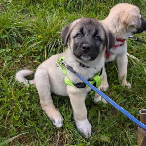 Das Spekulieren hat ein Ende - die Wisschenschaft nennt Fakten!

Was kommt dabei heraus, wenn Norwegischer Elchhund, Labrador Retriever und Belgischer Schäferhund sich kreuzen? Richtig, so süße Zwerge wie Knut und Sven. Das Ergebnis der Molekulargenetischen Analyse der beiden Mischlingswelpen aus dem Ahnepark Vellmar ist endlich da! Ob die Elterntiere von den o.g. Rassen abstammen oder vor wieviel Generationen diese Hunderassen beteiligt waren, lässt sich nicht mehr sagen….. Ist aber auch egal. Den beiden geht es gut, und das ist die Hauptsache! Zu ihrem Glück fehlt nur noch das passende Zuhause....

#waumauinselkassel #ahneparkwelpen #kasselfornia #elchhund #belgischerschäferhund #labradorretriever #mischlingshund #dnatest