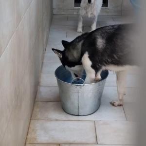 Helen hat Spaß beim baden 

#shelter #dog #animals #animalshelter #shelterdog #shelterdogs #shelterdogsofinstagram #shelterpets #shelterpet #shelterlife #shelterdogsarethebestdogs #shelteranimals #shelterpetsarebest #shelterdogsofig #shelterphotography #tierheim #zuhausegesucht #foryoupage #fy #tierheimhund #tierheimhunde #hundeliebe #tierschutzhund #tierschutzverein #hund #foryou #doglover #dogs #doglove #sweet#