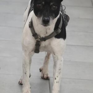 Update: Rocko wurde wieder abgeholt - vielen Dank f&uuml;rs Teilen!❤️

Wer kennt diesen Hund?

Dieser Terrier-R&uuml;de wurde uns soeben von den Stadtreinigern als Fundhund gebracht. Er wurde in der Heiligenbergstra&szlig;e in Kassel-S&uuml;sterfeld gefunden. Er ist zwar gechippt, aber bei TASSO ist aktuell leider kein Durchkommen. Wer kennt den Hund bzw. wei&szlig;, wo dieser vermisst wird?

Infos & Kontakt:
Tierheim Wau-Mau-Insel
Schenkebier Stanne 20
34128 Kassel

Telefonische Sprechzeiten:
Montag bis Freitag 10 - 12 Uhr & 16 - 18 Uhr

E-Mail tierheim@wau-mau-insel.de
Homepage www.wau-mau-insel.de