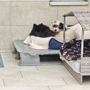 Gisi und Horsti sind noch immer auf der Suche nach ihrer ganz pers&ouml;nlichen &bdquo;Nadel im Heuhaufen&ldquo;&hellip;

Die beiden kamen als Abgabehunde zu uns und waren leider nicht im besten Zustand. Besonders Horsti hatte mit seiner Zahngesundheit zu k&auml;mpfen &ndash; ganze 20 Z&auml;hne mussten entfernt werden, da alles voller Zahnstein und Entz&uuml;ndungen war.
Sein Herzultraschall war zum Gl&uuml;ck weitestgehend in Ordnung.

F&uuml;r sein Alter ist er noch richtig fit, spielt gerne und liebt ausgiebige Kuscheleinheiten &ndash; mit Menschen, aber am allerliebsten mit seiner Freundin Gisi.

Gisi, eine etwa 7-j&auml;hrige Terrier-H&uuml;ndin, ist eine s&uuml;&szlig;e, kleine Maus &ndash; fr&ouml;hlich, lustig und aktiv. Doch eines ist ganz klar: Ohne ihren Horsti geht sie nirgendwo hin. Selbst fressen mag sie nicht, wenn er nicht in ihrer N&auml;he ist.

Genau deshalb m&ouml;chten wir die beiden nur gemeinsam vermitteln. Sie h&auml;ngen unglaublich aneinander &ndash; was die Suche nach einem Zuhause nicht unbedingt leichter macht, aber ihre besondere Bindung umso wertvoller.

Vielleicht gibt es da drau&szlig;en ja jemanden, der gleich zwei Herzen ein Zuhause schenken m&ouml;chte?

Meldet euch gerne bei uns oder kommt w&auml;hrend der &Ouml;ffnungszeiten vorbei, um die beiden kennenzulernen. 😊