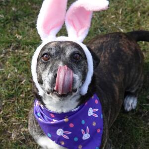 Frohe Ostern euch allen!

Unsere kleinen Fellnasen haben sich heute freiwillig als Osterhasen-Models gemeldet und kurz im Osterk&ouml;rbchen Platz genommen 

Wichtig: Die Kaninchen geh&ouml;ren nat&uuml;rlich nicht ins Osternest als Geschenk! Tiere sind keine &Uuml;berraschungen, sondern Familienmitglieder mit Verantwortung

Also bitte nur Schokolade und bunte Eier verschenken &ndash; und die echten H&auml;schen einfach nur lieb anschauen

Wir w&uuml;nschen euch sch&ouml;ne, entspannte Feiertage!

#eastern #shelterphotography #shelterpets #adoptdontshop #AdoptierenStattKaufen