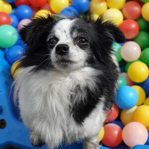 Wasabi ist ein Hund mit Charakter. Er kam als Fundtier zu uns, nachdem wir wenige Tage zuvor bereits einen Anruf von einer Dame erhalten hatten, die ihren Chihuahua abgeben wollte, nachdem es zu einem Bei&szlig;vorfall mit einem Kind gekommen war. Es liegt nahe, dass es sich dabei um Wasabi handelt.

Er braucht Zeit, bis er Vertrauen fasst, und verschenkt sein Herz nicht an jedermann. Seine zuk&uuml;nftigen Menschen sollten daher &uuml;ber Hundeerfahrung, Geduld, Zeit und Einf&uuml;hlungsverm&ouml;gen verf&uuml;gen und bereit sein, ihm das Tempo zu lassen, das er braucht.

Sein neues Zuhause sollte eher ruhig sein. Kinder sollten m&ouml;glichst nicht in seinem direkten Umfeld leben, da er, wenn er sich bedr&auml;ngt f&uuml;hlt, auch nach vorne gehen und zupacken w&uuml;rde. Das muss man so deutlich sagen, denn viele untersch&auml;tzen ihn aufgrund seiner Gr&ouml;&szlig;e und seines niedlichen Aussehens. Doch auch ein kleiner Hund mit &Auml;ngsten m&ouml;chte ernst genommen werden.

Bei einer Untersuchung in der Tierklinik in Gie&szlig;en wurde festgestellt, dass Wasabi an einer kaudalen okzipitalen Malformation mit hochgradiger Syringomyelie, einer geringgradigen Herniation des Kleinhirns sowie einem Hydrocephalus internus leidet. Vereinfacht bedeutet das, dass sein Kleinhirn nicht genug Platz im Sch&auml;del hat und etwas in Richtung Wirbels&auml;ule verlagert ist. Au&szlig;erdem ist der Kanal im R&uuml;ckenmark erweitert. Dadurch hat er vermutlich h&auml;ufig starke Kopfschmerzen, weshalb er entsprechende Schmerzmedikamente bekommt.

Trotz seiner Geschichte hat Wasabi viele liebenswerte und charmante Seiten. Er ist sehr menschenbezogen und wenn er einmal Vertrauen gefasst hat, hat man einen treuen Freund f&uuml;rs Leben. Er zeigt klar an, wenn ihm etwas zu viel wird oder wenn er etwas nicht m&ouml;chte. Tierarztbesuche sind aktuell noch schwierig, da er sich nicht alles gefallen l&auml;sst.

Mit anderen Hunden beiderlei Geschlechts ist er sehr gut vertr&auml;glich. Ein souver&auml;ner Ersthund k&ouml;nnte ihm daher eine gro&szlig;e Hilfe im Alltag sein. In Stresssituationen hat er einen Tick entwickelt und kratzt sich vermehrt.

F&uuml;r Wasabi w&uuml;nschen wir uns einen echten Neuanfang bei Menschen, die ihm eine faire Chance geben, seine Signale verstehen und bereit sind, mit ihm gemeinsam zu wachsen.