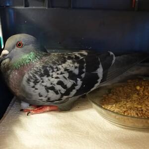 Arme Taube!

Man muss nicht immer alles verstehen, aber es gibt Dinge, die sind f&uuml;r uns nicht nachvollziehbar und machen einfach nur traurig, 

Gestern Vormittag erreichet uns ein Anruf von einer Dame, die eine Stadttaube in Kassel gefunden hatte, deren F&uuml;&szlig;en mit einer Schnur umwickelt waren. Die Dame rief beim Amt an, das verwies an eine Tierarztpraxis, mit der sie zusammenarbeiten w&uuml;rden. Die Tierarztpraxis meinte, das F&uuml;&szlig;chen m&uuml;sste eventuell aufgrund der Verschn&uuml;rungen amputiert werden und erkl&auml;rten gleichzeitig, dass sie die Taube nicht behandeln k&ouml;nnten und verwiesen an eine Tierklinik im Landkreis. Die Tierklinik verneinte ebenfalls und verwies wieder an eine andere Tierarztpraxis in Kassel. Diese wiederum ist diese Woche noch geschlossen. Auch ein Tierschutzverein konnte laut Aussage der Dame nicht weiterhelfen. 

Schlie&szlig;lich meldete sie sich bei uns und wollte versuchen, die Taube bis nachmittags vorbeizubringen, da die Mutter einer lieben Kollegin sich ehrenamtlich um Wildv&ouml;gel k&uuml;mmert. Am sp&auml;ten Freitagnachmittag kam die Taube schlie&szlig;lich bei uns an und es stellte sich heraus, dass das arme Tier bereits seit f&uuml;nf Tagen bei der Finderin war und die Schn&uuml;re ebenso lange um ihre F&uuml;&szlig;e. Das Ende vom Lied ist, dass kein Knochen mehr vorhanden war, der Zeh nur noch an einer Sehne hing und das F&uuml;&szlig;chen amputiert werden musste. 

An dieser Stelle m&ouml;chten wir uns von ganzem Herzen bei Roswitha K&ouml;nig in Hofgeismar bedanken, die noch nie ein Tier abgelehnt hat, das in Not war und sich ganz alleine um die vielen, vielen Tiere k&uuml;mmert. 2025 waren es beispielsweise 1065. Diesem Engagement geb&uuml;hrt unser gr&ouml;&szlig;ter Respekt und Dankbarkeit!