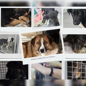 Tierschutzskandal in Rum&auml;nien

In Rum&auml;nien sorgt aktuell der Fall des privaten Tierheims &bdquo;Arca lui noe" (Tierheim Arche Noah) in Suraia im Landkreis Vrancea, f&uuml;r Aufsehen. Der Betreiber ist Tierarzt Dr. vet. Daniel Laz&acirc;r mit seiner Firma SC Vetmedan Srl.

&Uuml;ber Jahre hinweg sind Hunde in der Einrichtung nicht nur brutal misshandelt, sondern auch bestialisch get&ouml;tet worden. In den letzten zwei Jahren hat die Firma &uuml;ber 16.000 Hunde aufgenommen, 12.000 wurden eingeschl&auml;fert, &uuml;ber 2.000 sollen an Krankheiten gestorben sein, die Sterblichkeitsrate liegt somit bei 91 Prozent &ndash; ein Skandal an sich. Doch genauso skandal&ouml;s ist es, dass dieses Vernichtungslager durch &ouml;ffentliche Steuer- und EU-Gelder finanziert wurde.

Nach der Ver&ouml;ffentlichung verst&ouml;render Videoaufnahmen wurde das legale Shelter beh&ouml;rdlich vor&uuml;bergehend geschlossen, weitere Euthanasien untersagt und ein Strafverfahren gegen Laz&acirc;r eingeleitet. 

Neben vielen Tierschutzorganisationen und Privatleuten aus ganz Rum&auml;nien sind auch unsere Tierschutzkollegen von AMP ins knapp 200 Kilometer entfernte Suraia gefahren, um zu helfen. Trotz geringer Platzkapazit&auml;ten im eigenen Tierheim mit derzeit 450 Bewohnern, konnten und wollten sie ihre Augen nicht verschlie&szlig;en und so haben sie Sonntagabend statt der geplanten 2-3 Hunde insgesamt 10 Hunde mit in das neue Victory Shelter nach Brasov genommen. So konnten alle der verbliebenen 205 Hunde untergebracht und die Hundeh&ouml;lle geschlossen werden.
Die Hunde sind stark untern&auml;hrt und ben&ouml;tigen Spezialfutter und dringend medizinische Versorgung. Von den seelischen N&ouml;ten einmal ganz zu schweigen. Leider ist ein Hund bereits &uuml;ber die Regenbogenbr&uuml;cke gegangen &ndash; er hatte einfach keine Kraft mehr zu k&auml;mpfen und die Hilfe kam zu sp&auml;t f&uuml;r seinen geschundenen K&ouml;rper.

Wir ersparen uns an dieser Stelle, die Videoaufnahmen zu zeigen &ndash; die Bilder sind grausam und verst&ouml;rend. Einige versuchen nun unter dem Deckmantel des Tierschutzes, sich an dem grausamen Schicksal der Hunde zu bereichern und sammeln Spenden. Bitte seien Sie vorsichtig und pr&uuml;fen im Vorfeld genau, wohin Sie spenden. 

⬇️ Weiter in den Kommentaren ⬇️