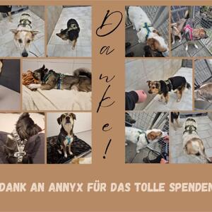 Tolle Weihnachts-Spendenpaket von annyx

Die annyx GmbH (https://www.annyx.de/) ist ein Hersteller von qualitativ hochwertigen Hundegeschirren, die wir per se schon Hundehaltern w&auml;rmstens empfehlen k&ouml;nnen. 

Dar&uuml;ber hinaus unterst&uuml;tzt die Firma immer wieder Tierheime, Tierschutzvereine und Tierschutzprojekte - dies geh&ouml;rt zur Firmenphilosophie von annyx einfach dazu.

Vor drei Tagen haben wir ein gro&szlig;es gro&szlig;es und bunt gemischtes Weihnachts-Spendenpaket (u.a. Geschirre, Sicherheitsgeschirr, Halsb&auml;nder, Leinen, Futter-Dummys und Taschen) erhalten und m&ouml;chten uns von ganzem Herzen f&uuml;r diese gro&szlig;z&uuml;gige Unterst&uuml;tzung bedanken. 

Unsere Tierheimbewohner Ben, Benny, Darius, Herkules, Sam, Tasha und Tilly & Co freuen sich &uuml;ber niegelnagelneue und richtig schicke Geschirre in tollen Farben, die aber nicht nur toll aussehen, sondern auch gut sitzen und richtig gepolstert sind. 

Vielen, vielen Dank!