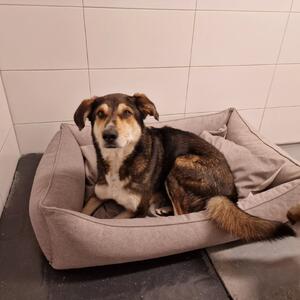 DANKESCH&Ouml;N an den Fressnapf Markt in Hann. M&uuml;nden, der auch in diesem Jahr wieder einen Wunschbaum f&uuml;r unsere Bewohner aufgestellt hat.
Sie haben sich alle sehr &uuml;ber Ihre Geschenke gefreut. Manche waren nicht so fotogen, aber auch sie haben ihre Geschenk bekommen.

Vielen Dank an alle, die einem Vierbeiner oder auch anderen Fellnasen einen Wunsch erf&uuml;llt haben.
Mache haben in der Zeit schon ein neues Zuhause gefunden und die Geschenke haben dann andere Tierheimbewohner geschenkt bekommen.

VIELEN DANK ❤️