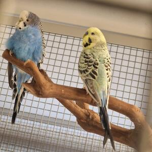 Wer kennt oder vermisst diese zwei Wellensittiche?

Die zwei Kleinen sind heute als Fundtiere zu uns gekommen.
Sie sind in der Frankfurter Stra&szlig;e auf einem Baum gefunden worden.

Infos & Kontakt:

Tierheim Wau-Mau-Insel
Schenkebier Stanne 20
34128 Kassel

Telefonische Sprechzeiten:
Montag bis Freitag 10 - 12 Uhr & 16 - 18 Uhr

E-Mail tierheim@wau-mau-insel.de
Homepage https://wau-mau-insel.bmtev.de/

&Ouml;ffnungszeiten: Dienstag bis Samstag, jeweils von 14 &ndash; 16 Uhr sowie nach Vereinbarung.