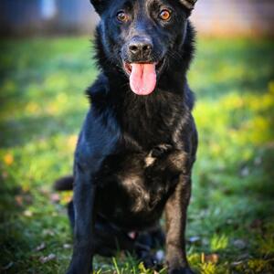 Unser Tier der Woche: Chip

Chip (*8/2023) ist ein freundlicher und trotz seiner drei Beine auch agiler Mischlingsr&uuml;de, den wir aus unserem rum&auml;nischen Partnertierheim, dem privaten Victory Shelter, &uuml;bernommen haben. In seiner Heimat wurde er schwer verletzt auf der Stra&szlig;e gefunden und ist dann als Fundhund ins Tierheim gekommen. Vermutlich hat ihn ein Auto angefahren &ndash; das kommt im Land der Stra&szlig;enhunde Rum&auml;nien leider immer noch sehr h&auml;ufig vor.

Aufgrund der Schwere der Verletzungen musste der Tierheim-Tierarzt Chip leider ein Hinterbeinchen amputieren. Wir Menschen haben damit gr&ouml;&szlig;ere Probleme wie er, denn Chip kommt mit dieser Behinderung sehr gut zurecht. Dennoch muss sein zuk&uuml;nftiges Zuhause einige Voraussetzungen erf&uuml;llen, damit es 'behindertengerecht' ist. So sollte das Zuhause beispeilsweise m&ouml;glichst ebenerdig und der Bodenbelag aus einem rutschfesten Belag sein. Auf glatten B&ouml;den wie Fliesen oder Laminat droht die Gefahr, dass er st&auml;ndig ausrutscht und sich im schlimmsten Fall weh tut. Mit rutschfesten L&auml;ufern oder Vetbeds kann man auch aus glatten Untergr&uuml;nden ein behindertengerechtes Zuhause machen. 

Es versteht sich eigentlich von selbst, dass er kein Kandidat f&uuml;r den Hundesport ist und auch lange Wanderungen in unwegsamen Gel&auml;nde sind auch f&uuml;r Chip nicht geeignet. Dies bedeutet aber noch lange nicht, dass seine Menschen auf ihre Freitzeitaktivit&auml;ten verzichten m&uuml;ssen, aber sie m&uuml;ssen nach L&ouml;sungen suchen bzw. sich auf die Aktivit&auml;ten konzentrieren, die auch mit einem Handicap-Hund zu bew&auml;ltigen sind. So gibt es beispielsweise gel&auml;ndetaugliche Hundejogger, die auch l&auml;ngere Wanderungen, Fahrradtouren oder St&auml;dtetrips m&ouml;glich machen. 

Im Tierheimzwinger riskiert Chip manchmal noch ne kesse Lippe und verbellt vorbeikommende Hunde oder auch fremde Personen. Dies k&ouml;nnen wir &ouml;fters bei unseren Tierheimbewohnern beobachten, die eigentlich ganz friedfertig und menschenbezogenen sind. Und auch Chip ist ein sehr umg&auml;nglicher, aufmerksamer und lustiger Geselle, der den Schalk im Nacken sitzen hat. Er ist ein absoluter Balljunkie und l&auml;sst sich dar&uuml;ber prima motivieren.