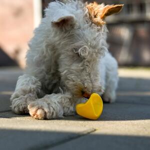 Unser Tier der Woche: Micky

 

Wir haben Foxterrier-Mischlingsr&uuml;de Micky (ca. *12/2022 im Januar 2026 aus unserem Partnertierheim in Rum&auml;nien &uuml;bernommen. Dort ist er zun&auml;chst in das st&auml;dtische Tierheim gekommen, bevor er in das private Victory Shelter umgezogen ist und dort eines der begehrten Ausreisetickets erhalten hat.

 

In unserem Tierheimalltag fiel auf, dass Micky zuweilen nicht so reagiert, wie man es erwarten w&uuml;rde bzw. dass er manche Dinge erst mit zeitlicher Verz&ouml;gerung mitbekommt. Wenn er beispielsweise im K&ouml;rbchen schl&auml;ft und jemand seinen Raum betritt, bleibt er einfach liegen und kriegt es nicht immer sofort mit.

Oder wenn er in der Besuchszeit im Au&szlig;enbereich seines Zwingers am Zaun steht und jemand unerwartet den Innenbereich betritt, laufen in der Regel alle Bewohner sofort rein, um zu schauen, wer da kommt. Nicht so Micky, denn er bleibt h&auml;ufig auch dann am Zaun stehen, wenn man in die H&auml;nde klatscht, um seine Aufmerksamkeit zu erregen.
Und manchmal muss man ihn auch vorsichtig antippen, damit er merkt, dass jemand da ist. Kurzum, Micky h&ouml;rt nicht gut oder nur sehr wenig bis gar nichts. Das hat nichts mit Sturheit oder Bockigkeit zu tun, die Terriern auch h&auml;ufig nachgesagt wird, sondern mit einer k&ouml;rperlichen Einschr&auml;nkung. Micky ist trotz allem ein (fast) normaler Hund und kann am Leben teilhaben, wie jeder andere Hund auch, aber seine Menschen sollten bereit sein, sich mit diesem k&ouml;rperlichen Defizit auseinanderzusetzen und L&ouml;sungen f&uuml;r das Zusammenleben zu finden. Befehle muss er beispielsweise &uuml;ber Sichtzeichen lernen. Er kann nicht von der Leine gelassen werden, auch wenn es Menschen gibt, die selbst hierf&uuml;r eine L&ouml;sung gefunden haben. Ansonsten ist er ein lebenslustiger und fr&ouml;hlicher Kerl, der es wie jeder andere Hund verdient hat, eine eigene Familie zu finden.
Im Internet gibt es viele Seiten bzw. Foren, die sich mit der Thematik &sbquo;Tauber Hund&lsquo; besch&auml;ftigen, u.a. Tauber Hund, na und? Verstehen, trainieren & gl&uuml;cklich leben; Ursachen, Erkennung und Umgang mit einem tauben Hund

 

⬇️ Weiter in den Kommentaren ⬇️
