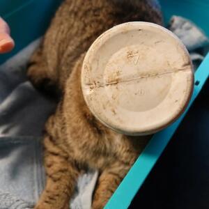 Wer kennt diesen Kater?

In einer sehr misslichen Lage befand sich dieser unkastrierte, nicht gechippte Kater, als er zu uns kam. Sein Kopf steckte in einer Plastikdose fest. Es war kein Joghurt-Becher, so dass man annehmen k&ouml;nnte, dass er beim Ausschlecken h&auml;ngen geblieben ist, sondern es handelt sich um eine Dose Reinigungsmittel... Fundort: T&ouml;niesweg (in der N&auml;he der Holl&auml;ndischen Stra&szlig;e), also per se schon keine Umgebung f&uuml;r einen Freig&auml;nger.....

Wer kennt den Kater oder wei&szlig;, wo ein solcher vermisst wird?

Infos & Kontakt:
Tierheim Wau-Mau-Insel
Schenkebier Stanne 20
34128 Kassel

Telefonische Sprechzeiten:
Montag bis Freitag 10 - 12 Uhr & 16 - 18 Uhr

E-Mail tierheim@wau-mau-insel.de
Homepage https://wau-mau-insel.bmtev.de