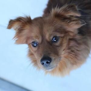 Unser Tier der Woche: Rock

Rock (*2024) ist ein bezaubernder und sehr menschenbezogener, kleiner R&uuml;de, den wir Ende Oktober aus unserem rum&auml;nischen Partnertierheim in Brasov &uuml;bernommen haben. In seiner Heimat wurde er auf der Stra&szlig;e gefunden und ist dann als Fundhund in unser Partnertierheim, das private Victory Shelter, gekommen. Der Tierheim-Tierarzt in Rum&auml;nien hat festgestellt, dass er eine alte Beckenfraktur hat, so dass man leider davon ausgehen muss, dass er in der Vergangenheit mal von einem Auto angefahren wurde. 

Kurz nach seiner Ankunft fiel sein unrundes Gangbild auf und beim R&ouml;ntgen zeigte sich, dass Rock nicht nur unter einer linksseitigen Beckenfraktur litt, sondern die linke H&uuml;fte des kleinen Hundemannes war total zertr&uuml;mmert. Es grenzte fast schon an ein Wunder, dass Rock sich &uuml;berhaupt fortbewegen konnte. Die R&ouml;ntgenaufnahmen haben wir Prof.  Neumann von der Kleintierklinik in G&ouml;ttingen zugesendet &ndash; einem Spezialisten f&uuml;r solche chirurgischen Spezialf&auml;lle. Vor gut vier Wochen wurde Rock dann auch in G&ouml;ttingen operiert und durfte nach ein paar Tagen wieder zur&uuml;ck ins Tierheim, musste aber nat&uuml;rlich die n&auml;chsten vierzehn Tage geschont werden. Dies bedeutete 'Einzelhaft' und Isolierung von Artgenossen, was der freundliche, vertr&auml;gliche und menschenbezogene Rock nicht so toll fand. Aber es half alles nix, denn wat mutt, dat mutt! Und die Aussichten, dass sich Rock zuk&uuml;nftig beschwerdefrei durchs Leben marschieren kann, sind alle M&uuml;hen wert! 

Nat&uuml;rlich darf Rock auch die n&auml;chste Zeit immer noch nicht wild herumtoben und muss noch l&auml;ngere Zeit geschont werden, d.h. er sollte ausschlie&szlig;lich an der Leine laufen, er darf nicht &uuml;beranstrengt werden und auch nicht mit Artgenossen herumtollen. Daher m&ouml;chten wir Rock gerne als Einzelprinz zu Menschen vermitteln, die viel Zeit f&uuml;r ihn und ihn auch genau im Blick haben, so dass er keinen Bl&ouml;dsinn machen und beispielsweise aufs Sofa rauf- oder auch herunterspringt. Denn dann war alles umsonst und solche OPs inklusive aller Voruntersuchungen und Nachsorge kosten nat&uuml;rlich viel Geld, das wir gerne investieren, aber nicht zum Fenster rauswerfen wollen&hellip;