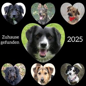 ✨ 2025 neigt sich dem Ende zu ✨
Zeit, von Herzen Danke zu sagen
Ein riesiges Dankesch&ouml;n an all unsere ehrenamtlichen Gassigeher:innen und Helfer:innen, die uns und unsere Hunde das ganze Jahr &uuml;ber unterst&uuml;tzt und ihre wertvolle Freizeit f&uuml;r unsere Tiere geschenkt haben. Ohne euch w&auml;re Vieles nicht m&ouml;glich.
Ebenso danken wir allen, die in diesem Jahr einem Hund, einer Katze oder einem Kleintier ein liebevolles Zuhause gegeben haben. Besonders ber&uuml;hrt hat uns, dass auch einige unserer Langzeitinsassen endlich ausziehen durften &ndash; darunter Moby, Sam, Marck & Mia, Otto, Seline, Hippo und Viele mehr.
Ein paar von ihnen seht ihr oben auf den Bildern &ndash; stellvertretend f&uuml;r so viele gl&uuml;ckliche Happy Ends. Danke f&uuml;r euer Vertrauen in den Tierschutz!
Nat&uuml;rlich gab es 2025 nicht nur sch&ouml;ne Momente. Wir mussten uns von Chico verabschieden und im Laufe des Jahres auch von Thor und Mark, die &uuml;ber die Regenbogenbr&uuml;cke gegangen sind. Diese Verluste haben uns sehr getroffen und erinnern uns daran, wie wertvoll jede gemeinsame Zeit ist.
Manche Tiere durften ausziehen und kamen durch Schicksalsschl&auml;ge leider wieder zu uns zur&uuml;ck &ndash; wie Jack und Thera. Herkules hingegen ist ein Fundhund, dessen Besitzer sich bis heute nicht gemeldet hat.
Ihr seht: Unser Jahr war ein st&auml;ndiges Auf und Ab. Umso mehr hoffen wir, dass das neue Jahr etwas ruhiger beginnt &ndash; und dass wir all unsere Helfer:innen auch 2026 wieder bei uns begr&uuml;&szlig;en d&uuml;rfen
Wir w&uuml;nschen euch und euren Vierbeinern einen guten, ruhigen Rutsch ins neue Jahr
Bis n&auml;chstes Jahr
Euer Team der Wau-Mau-Insel

#jahresr&uuml;ckblick #jahresende #thankyou #danke #tierheim