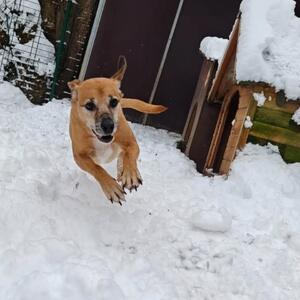 Wenn der Winter ruft, sagten sie nicht nein! 

Schnee unter den Pfoten, Grinsen im Gesicht und 100 % Lebensfreude!
Tierheimalltag kann eben auch richtig Spa&szlig; machen &ndash; vor allem mit so viel guter Laune auf vier Beinen 🥰