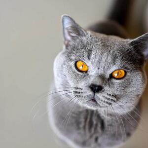 Unser Tier der Woche: Lio

Lio (*01.05.2024) ist ein Bild von einem Kater und wurde k&uuml;rzlich von seinem Besitzer im Tierheim abgegeben, weil er unsauber sein soll. Bei uns zeigt er diese Verhaltensauff&auml;lligkeit bisher zum Gl&uuml;ck nicht. Unsauberkeit kann bei Katzen ganz verschiedene Ursachen haben und stellt die Menschen vor gro&szlig;e Herausforderungen. Und es ist mit Sicherheit nicht sch&ouml;n, wenn die Gesch&auml;fte au&szlig;erhalb der Toilette landen. Katzen werden in der Regel nicht aus Protest unsauber, sondern pl&ouml;tzlich auftretende Unsauberkeit ist ein Indikator daf&uuml;r, dass etwas nicht stimmt, sei es gesundheitlich, stressbedingt, emotional oder in der Umgebung der Katze. Daher sollte es das erste Anliegen sein, der Ursache auf den Grund zu gehen und im ersten Schritt einen Tierarzt aufzusuchen. Es w&auml;re nicht das erste Mal, dass wir eine Abgabekatze wegen Unsauberkeit aufnehmen und es stellt sich heraus, dass sie schlichtweg eine Blasenentz&uuml;ndung hatte&hellip;.

Und a propos Tierarzt: Leider war Lio tier&auml;rztlich unterversorgt, d.h. weder kastriert noch geimpft noch gechippt, als er zu uns kam. Dies wurde zwischenzeitlich nat&uuml;rlich nachgeholt. Die tier&auml;rztliche Versorgung und die Bereitschaft, diese auch nach der Adoption fortzuf&uuml;hren, sollte eigentlich eine Selbstverst&auml;ndlichkeit sein. Dies ist leider nicht immer der Fall, aber f&uuml;r uns ist es definitiv eine Grundvoraussetzung f&uuml;r eine Vermittlung.

Lio ist anfangs eher sch&uuml;chtern und zur&uuml;ckhaltend und braucht ein bisschen Zeit, bis er aus seinem Schneckenhaus herauskommt. Hat er aber einmal Vertrauen gefasst, hat man einen felinen Kumpel f&uuml;rs Leben. Man sollte ihm mit viel Ruhe und Geduld begegnen, nicht bedr&auml;ngen und wenn er dann merkt, dass man ihm nichts B&ouml;ses will, zeigt er sich von seiner verschmusten Seite. Er hat ein eher ruhiges Wesen und ist der gem&uuml;tliche Kumpeltyp und kein Actionheld.. Wir denken, dass er sich in einem eher ruhigen Haushalt am wohlsten f&uuml;hlen wird, f&uuml;r Familien mit Kleinkindern oder Anf&auml;nger ist Lio eher nicht geeignet.