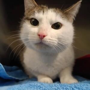 Fundkater im Doppelpack

Dieses Kater-Duo sa&szlig; gestern Mittag in der Helmholtzstra&szlig;e in Kassel (Nord-Holland, H&ouml;he Aral-Tankstelle) im Eingangsbereich eines Wohnhauses. Die beiden sind kastriert, aber nicht gechippt. Beide trugen ein identisches Flohhalsband. so dass es sehr wahrscheinlich ist, dass die beiden zusammengeh&ouml;ren.

Wer kennt die beiden Kater oder wei&szlig;, wo ein solches Duo vermisst wird?

Infos & Kontakt:

Tierheim Wau-Mau-Insel
Schenkebier Stanne 20
34128 Kassel

Telefonische Sprechzeiten:
Montag bis Freitag 10 - 12 Uhr & 16 - 18 Uhr

E-Mail tierheim@wau-mau-insel.de
Homepage www.wau-mau-insel.de