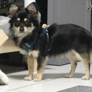 Einfach unglaublich - die nächste Folge

Pixel ist ein zauberhafter kleiner Chihuahua-Rüde, der von seinen verantwortungslosen Besitzern letzten Samstagabend einfach mit Sack und Pack am Tierheimtor angebunden wurde. Es gelang ihm, sich loszureißen und er irrte bei den Brücken umher und wurde sogar beinahe von einem Auto erfasst. Tierfreunden gelang es schließlich, ihn einzufangen und am nächsten Tag wurde er zu uns gebracht. Es macht uns immer wieder sprachlos zu sehen, wie Menschen mit den ihnen anvertrauten Lebewesen umgehen und sogar das Leben ihrer Tiere riskieren, um sie loszuwerden.

Bei der tierärztlichen Eingangsuntersuchung zeigte sich, dass Tierärzte nicht zu seinem bevorzugten Personenkreis gehören. Bei ihm wurde ein Hodenhochstand (ein Hoden befindet sich im Bauchraum) festgestellt und darüber hinaus müssen noch zwei Milchzähne gezogen werden. Ob dies der Grund für das Aussetzen war, sofern seine Besitzer davon wussten? Wir wissen es natürlich nicht, aber auch wir müssen hohe Tierarztkosten stemmen und das nicht nur für ein Tier, sondern für eine Vielzahl an Tierheimbewohnern. 

Anfangs fremdelt Pixel bei unbekannten Personen oder auch Situationen und mag es gar nicht, bedrängt zu werden. Wenn man sich ihm jedoch behutsam und vorsichtig nähert und nicht gleich begrapscht (wer mag das schon?), entwickelt er schon nach relativ kurzer Zeit Vertrauen und lässt sich anfassen. Vom Charakter her ist er der typische Chihuahua frei nach dem Motto 'Klein, aber oho!' und manchmal mit Hang zum Größenwahn ;-) Bei vertrauten Personen ist er anhänglich und verschmust und sieht sich dann auch in der Rolle des Beschützers. Er ist neugierig und zum Glück super verträglich mit Artgenossen, egal, wie groß sie sind oder welches Geschlecht sie haben. Wir können uns gut vorstellen, dass ein mutiger und souveräner Ersthund ihm die Eingewöhnung sogar sehr erleichtern könnten. Ansonsten scheint er leider nicht allzu viel kennengelernt zu haben und muss einiges nachholen, beispielsweise Stubenreinheit oder Alleinebleiben.