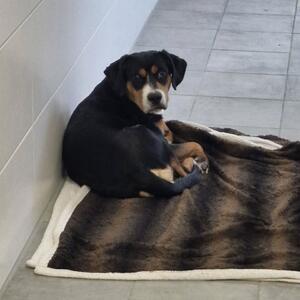 Dieser Fundhund wurde uns von der Stadtpolizei gebracht. Gechipt aber leider nicht registriert.
Wer vermisst oder kennt den Hund?

Kontakt 
Tierheim Wau-Mau-Insel
Schenkebier Stanne 20
34128 Kassel
Tel.: 0561 / 861 56 80
Fax: 0561 / 861 56 81
E-Mail:tierheim@wau-mau-insel.de