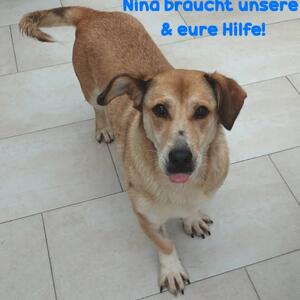 Notfall Nina braucht mehr als einen Schutzengel!

Nina (*2021) ist eine liebenswerte Wuchtbrumme, die wir im letzten Fr&uuml;hjahr aus unserem rum&auml;nischen Partnertierheim &uuml;bernommen hatten. Im Sommer fand sie dann ein Zuhause-f&uuml;r-immer, so dachten wir, doch es war leider nur ein Zuhause-auf-Zeit, wie sich nun herausstellte.

Letzte Woche erhielten wir einen Anruf von der neuen Familie, Nina sei querschnittsgel&auml;hmt, die behandelnde Tier&auml;rztin habe einen zusammengewachsenen Wirbel festgestellt, das h&auml;tte sie ja schon von Anfang an gehabt, sie w&auml;re ausgetrocknet und w&uuml;rde daher seit drei Tagen Infusionen bekommen. Da wir uns zeitlebens f&uuml;r unsere Sch&uuml;tzlinge verantwortlich f&uuml;hlen, haben wir Nina keine zwei Stunden sp&auml;ter wieder in unsere Obhut genommen.

Wir mussten ein bisschen herumtelefonieren, bis wir eine Tierklinik an der Strippe hatten, die sich sofort um den medizinischen Notfall Nina k&uuml;mmern konnte. Wir sind froh und dankbar, dass uns eine Frankfurter Tierklinik ohne Wenn und Aber die Aufnahme von Nina zusagte. Es wurde ein CT gemacht und dabei wurde ein Bandscheibenvorfall Grad 4 diagnostiziert, keine zusammengewachsenen Wirbel. Die Tier&auml;rztin in der Tierklinik best&auml;tigte uns, dass dies ein akuter Vorfall sei und keine &auml;ltere oder chronische Sache sei. Leider sind auch die 5kg &Uuml;bergewicht nicht gerade f&ouml;rderlich f&uuml;r die Gesundheit und haben vermutlich Einfluss auf den Bandscheibenvorfall gehabt. Da Nina keinen Urin absetzen konnte und sich die Blase nicht manuell ausdr&uuml;cken lie&szlig;, musste ihr ein Blasenkatheter gelegt werden.

Nina muss mindestens noch die ganze Woche in der Tierklinik unter Beobachtung sein. Es ist allgemein bekannt, dass bei einem Bandscheibenvorfall sofort gehandelt werden muss. Leider sind &ndash; wie wir wissen &ndash; mindestens drei Tage vergangen. Daher hoffen wir sehr, dass die OP erfolgreich war, doch der Ausgang bzw. OP-Erfolg ist ungewiss. Die Hoffnung des Tier&auml;rzte-Teams ist es, dass die L&auml;hmungen langsam zur&uuml;ckgehen und Nina im Laufe der Zeit wieder eigenst&auml;ndig Urin absetzen kann.

⬇️ Weiter in den Kommentaren ⬇️