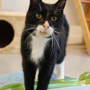 Unser Tier der Woche:  Teddy

Teddy (*ca 2022) ist ein liebenswerter, wenn auch etwas eigenwilliger Charakterkater, der als Fundtier aus Ahnatal zu uns gekommen ist, nachdem er sich bereits mehrere Wochen in der Gegend aufhielt. Man sieht ihm leider auch an, dass er sich bisher auf der Stra&szlig;e hat durchschlagen m&uuml;ssen. Und so ein Leben auf der Stra&szlig;e hinterl&auml;sst nat&uuml;rlich seine Spuren. So befand er sich in einem gesundheitlich angeschlagenen Zustand, als er zu uns kam, und musste einige Zeit auf der Quarant&auml;ne- bzw. Krankenstation verbringen. 

Er war weder gechippt noch kastriert &ndash; ein verantwortungsvoller Katzenbesitzer w&uuml;rde seine Freig&auml;ngerkatze niemals so auf die Stra&szlig;e lassen&hellip;. Dies wurde zwischenzeitlich nat&uuml;rlich nachgeholt. Dar&uuml;ber hinaus hatte er so schlechte Z&auml;hne, dass eine Zahnsanierung unumg&auml;nglich war, bei der ihm 9 Z&auml;hne gezogen werden mussten. Und zu allem &Uuml;berfluss litt er auch noch unter einer heftigen und hartn&auml;ckigen Darminfektion, so dass Teddy erst k&uuml;rzlich in ein Vermittlungszimmer umziehen konnte.

Von Dosen&ouml;ffnern wollte Teddy anfangs gar nichts wissen und hat allen Pflegern erst mal die kalte Schulter gezeigt. Wir gehen davon aus, dass er in seiner Vergangenheit keinen allzu engen Menschenkontakt hatte. Mit seinem Umzug in sein Einzelapartment hat sich dies jedoch positiv ver&auml;ndert. Nachdem er sich anfangs nur in seinem Schneckenhaus verkrochen hat, kommt er mittlerweile heraus, wenn eine vertraute Person sein Zimmer betritt. Insbesondere, wenn diese auch noch sein Futter bringt und es zeigt sich auch in Teddys Fall mal wieder, dass Liebe durch den Magen geht und man so seine Zuneigung und sein Vertrauen gewinnt. 

Aber es dauert mit Sicherheit eine ganze Weile, bis er sich fremden Menschen &ouml;ffnet. Daher suchen wir f&uuml;r den Freigeist ein f&uuml;rsorgliches Zuhause-f&uuml;r-immer bei erfahrenen Katzenfreunden, die ihm alle Zeit der Welt geben und ihm ganz viel Liebe und Geduld schenken. Kinder sollten nicht in seinem Zuhause leben bzw. ein- und ausgehen.