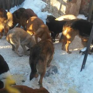 Tiertafel unterst&uuml;tzt verwaiste Tiere in Saporischschja, Ukraine

Die Tierhilfe in der Wau-Mau-Insel unterst&uuml;tzt seit vielen Jahren Tierbesitzer aus Kassel und Umgebung und seit Beginn des russischen Angriffskrieges auf die Ukraine vor vier Jahren auch gefl&uuml;chtete Haustierbesitzer aus der Ukraine. 

Maryna Slipchenko lebt seit einigen Jahren in Kassel und ist durch ihre Verwandten in Kontakt mit der Tiertafel gekommen. Das Schicksal der Menschen und Tiere in ihrer Heimat lassen sie aber nicht los und so sammelt sie regelm&auml;&szlig;ig Spenden f&uuml;r Tiere in Not in Saporischschja und Umgebung, die sie in die Ukraine schickt und von einer Tiersch&uuml;tzerin vor Ort weiterverteilt werden.

Durch die in K&uuml;rze beginnenden Umbau- und Abrissarbeiten auf dem Nebengel&auml;nde, auf dem sich auch die Tiertafel befindet, haben unsere Ehrenamtlichen Rita und Volker Grebe  das Tierzubeh&ouml;r sortiert und ein gro&szlig;es Sachspendenpaket f&uuml;r die notleidenden Tiere in der Ukraine zusammengestellt.

K&uuml;rzlich erreichte uns ein Dankesschreiben der Tiersch&uuml;tzer vor Ort, das uns noch einmal vor Augen f&uuml;hrt, wie wichtig es ist, zusammenzustehen und dass Tierschutz keine Grenzen kennt.

&bdquo;Vielen Dank an die lieben Menschen vom Tierheim Wau-Mau-Insel Kassel f&uuml;r ihre Unterst&uuml;tzung, f&uuml;r die grenzenlose W&auml;rme und die unendliche G&uuml;te. In einer Zeit voller Schmerz und Angst haben sie unseren Sch&uuml;tzlingen [&hellip;] die Hand gereicht.
Vielen Dank Maryna Slipchenko, f&uuml;r Ihre st&auml;ndige Unterst&uuml;tzung, Ihre F&uuml;rsorge und Anteilnahme und daf&uuml;r, dass Sie so viele Menschen in Deutschland f&uuml;r unsere hilflosen Sch&uuml;tzlinge zusammengebracht haben.
Spezialfutter, Tierbekleidung, N&auml;pfe, Transportboxen, Geschirre, Halsb&auml;nder, Leinen, Transportboxen, Spielzeug, Maulk&ouml;rbe &ndash; alles wird mit Liebe und von Herzen gesammelt und an diejenigen verteilt, die es am dringendsten ben&ouml;tigen. 

F&uuml;r uns ist dies nicht nur Hilfe &ndash; es ist der Glaube, dass wir nicht alleine sind, dass die Welt auf Menschlichkeit basiert. Unsere geretteten Tiere k&ouml;nnen zwar nicht sprechen, aber ihre Augen strahlen Dankbarkeit aus. Und gemeinsam mit ihnen danken wir von ganzen Herzen."