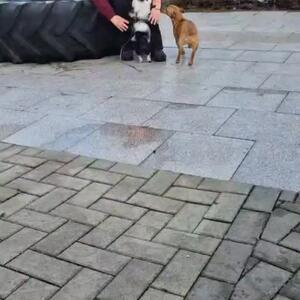 Wasabi hat sich in seiner Zeit, die er jetzt bei uns ist sehr gut gemacht.

Er hat sich uns gegen&uuml;ber ge&ouml;ffnet und zeigt seine verschmust Seite.
Leider hat sich bis jetzt noch kein passendes Zuhause gefunden und wir sind immer noch auf der Suche.

Hier habt ihr einen kleinen Einblick wie er sich bei uns uns auch bei Menschen, die er kennt verh&auml;lt.

Wer von euch m&ouml;chte, oder kann dem kleinen Kerl ein Zuhause gebe.
Oder kennt vielleicht jemand, der gerne wieder ein Hund h&auml;tte.

Er ist kein Hund, den man von Anfang an anfassen kann, erst wenn er einem vertraut.