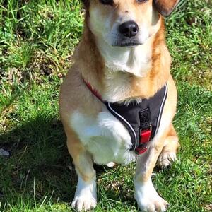 Wie geht es eigentlich Nina?

ihr erinnert euch bestimmt noch an unseren medizinischen Notfall Nina, oder? Die H&uuml;ndin, die vor einigen Wochen nach einem &frac34; Jahr im neuen Zuhause zur&uuml;ckgebracht wurde und nicht mehr laufen konnte? Sie hatte sich einen schweren Bandscheibenvorfall zugezogen und war gel&auml;hmt und konnte auch keinen Urin mehr absetzen, so dass sie umgehend in eine Tierklinik gebracht werden musste.

Dort wurden 2 CTs gemacht, sie musste sich 2 OPs unterziehen und knapp vier Wochen in der Tierklinik bleiben, da die Rehabilitation nat&uuml;rlich sehr langwierig ist und sie t&auml;glich medizinisch versorgt werden musste. Und es stand lange Zeit auf der Kippe, ob die OP tats&auml;chlich erfolgreich und sie langfristig wieder eigenst&auml;ndig Urin absetzen kann. Da es unm&ouml;glich war, Nina die Blase manuell auszudr&uuml;cken, musste ihr in den ersten Wochen ein Blasenkatheter gelegt werden.

 

Im Tierheim haben nat&uuml;rlich alle Mitarbeiter, Ehrenamtlichen und Bewohner die Daumen und Pfoten gedr&uuml;ckt und es hat tats&auml;chlich geholfen, denn heute durften wir Nina endlich aus der Tierklinik abholen. Tierheim-Mitarbeiterin Chrissy durfte einen fr&ouml;hlichen Hund in Empfang nehmen, der allerdings weiterhin noch mindestens eine Woche strenge Boxenruhe halten muss und an kurzer Leine f&uuml;r ein paar Minuten Schritt laufen darf. Wir sind sehr froh, dass wir k&uuml;rzlich einen supertollen und neuwertigen Hundejogger gespendet bekommen haben, denn auch wenn Nina schon abgespeckt hat, ist sie doch noch zu schwer, um sie weitere Wege zu tragen und es erleichtert unsere Arbeit enorm. Aber Nina kann schon wieder eigenst&auml;ndig Pipi machen, so dass wir sehr zuversichtlich sind, dass sie sich in ein paar Wochen auf die Suche nach einem neuen Zuhause begeben darf.

 

Wir m&ouml;chten uns an dieser Stelle sehr herzlich bei dem gesamten Team der @tierklinik_kalbach f&uuml;r die Versorgung und Unterst&uuml;tzung  bedanken, insbesondere bei der neurologischen Abteilung, die Nina intensiv betreut hat. Und nat&uuml;rlich sagen wir ein riesengro&szlig;es Dankesch&ouml;n an alle, die uns mit einer Spende unterst&uuml;tzt haben.