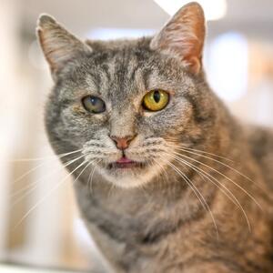 Unser Tier der Woche:  Odina

Grautiger Odina (ca. 2020) ist eine reizende Samtpfote, die Anfang November 2025 von der Polizei als Fundtier aus Kassel-Niederzwehren ins Tierheim gebracht wurde. Leider war sie weder gechippt noch kastriert, als sie im Tierheim ankam &ndash; trotz der 2019 eingef&uuml;hrten Kasseler Katzenschutzverordnung. Und eigentlich sollte es doch eine Selbstverst&auml;ndlichkeit f&uuml;r verantwortungsvolle Katzenbesitzer sein, sein Tier kastrieren und chippen zu lassen, oder? Dies wurde zwischenzeitlich nat&uuml;rlich alles nachgeholt. Als Odina zu uns kam, hatte sie eine Verletzung am Auge und musste leider l&auml;ngere Zeit auf der Krankenstation verbringen. Und wo andere Tiere sich schon mal unleidlich oder ungeduldig zeigen, hat sie sich vorbildlich verhalten und war eine ganz brave Patientin und zeigte sich sehr umg&auml;nglich und menschenbezogen. 

Nach ihrem Umzug in unser gro&szlig;es Vermittlungszimmer hat sie allerdings deutlich gezeigt, dass sie Menschen zwar ganz toll, aber Artgenossen richtig bl&ouml;d findet und keinen Wert auf n&auml;heren Kontakt legt. Meist hat sie sich einen Einzelplatz auf einer Kratztonne oder einem Wandbrett oder der Fensterbank gesichert. Und jeder Samtpfote, die ihr zu nahe kam, hat sie unmissverst&auml;ndlich gezeigt, dass ihre Individualdistanz unterschritten wurde und doch bitte geb&uuml;hrender Abstand einzuhalten sei. Wir denken daher, dass sie im neuen Zuhause gerne auf die Gesellschaft von Artgenossen und andere Tiere gerne verzichten und als Einzelprinzessin die alleinige Aufmerksamkeit ihrer Menschen genie&szlig;en m&ouml;chte.

Es hat sich auch gezeigt, dass es noch etwas gibt, dass sie mindestens genauso wenig leiden kann wie andere Stubentiger: jegliche Form von medizinischer Behandlung. Die Verletzung am Auge stellte sich als Hornhautgeschw&uuml;r heraus, das unbehandelt sogar zum Augenverlust f&uuml;hren kann. Die Behandlung brachte zun&auml;chst Besserung, aber die Entz&uuml;ndung verheilte nicht vollst&auml;ndig, so dass wir Odina nochmals bei einem auf Augenkrankheiten spezialisierten Tierarzt vorgestellt haben. Dieser verordnete dreimal t&auml;glich Augentropfen und das fand Odina dann auch nicht mehr lustig.

⬇️ Weiter in den Kommentaren ⬇️