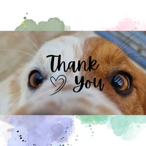 Wir wissen, Weihnachten ist schon ein bisschen her &ndash; aber diese wunderbaren Geschenke m&ouml;chten wir euch nicht vorenthalten!
Hier seht ihr die letzten Weihnachtsgeschenke von der Tierwelt Kassel-Harleshausen 

Alle Hunde haben sich riesig gefreut &ndash; &uuml;ber neue K&ouml;rbchen (die K&ouml;rbchen der ausgezogenen Hunde haben wir weitergeschenkt, wir hoffen, das war f&uuml;r euch in Ordnung), Leckerlis & Kauartikel, RINTI Dosen und RINTI Filetto

Auch unsere anderen Bewohner kamen nicht zu kurz: Katzenfutter & Leckerlis, getrocknete Kr&auml;uter und Gr&auml;ser sowie Vogelfutter &ndash; sowohl f&uuml;r unsere Wildv&ouml;gel als auch f&uuml;r die Wellensittiche.

Wir konnten leider nicht alle auf ein Foto bekommen, aber jede Fellnase und jeder gefiederte Mitbewohner hat nat&uuml;rlich seine Portion Geschenke erhalten.

Da einiges an Spielzeug und Knotenseilen dabei war und wir sie nicht mehr eindeutig zuordnen konnten (die Zettel waren leider nicht mehr dran), haben wir alles zusammengelegt und jedes Tier durfte sich selbst ein Spielzeug aussuchen. Wir hoffen es ist f&uuml;r euch in Ordnung.

Welche Entscheidungen gefallen sind, k&ouml;nnt ihr auf den Bildern sehen.

Von ganzem Herzen DANKE &ndash; im Namen aller Beschenkten &ndash; an alle, die einen Wunsch erf&uuml;llt haben

VIELEN DANK!!!