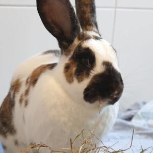 Unser Tier der Woche: Gia

 

Gia (* ca. 2021) ist eine entz&uuml;ckende H&auml;sin im XL-Format, die Ostermontag von einer Tierfreundin am Hegelsberg in der N&auml;he des Sportplatzes von Fortuna Kassel gefunden wurde. Bisher hat sie auch niemand vermisst gemeldet&hellip;.. Das ist leider bei den meisten Fund-Kleintieren so, aber wer wei&szlig;, wof&uuml;r das letztendlich gut ist&hellip;.

Gia geh&ouml;rt zu den Riesenkaninchen und hier zu der Rasse Deutsche Riesenschecke. Das durchschnittliche K&ouml;rpergewicht liegt zwischen 6 - 10 Kilogramm &ndash; wobei Gia mit 4,6 Kilogramm fast schon zu den Leichtgewichten geh&ouml;rt - und die Kaninchen k&ouml;nnen sogar bis zu 15 Jahre alt werden. In artgerechter Haltung zeigen sich Riesenschecken durchaus ausgeglichen, neugierig, menschenbezogen und verschmust. Und auch Gia ist eine ganz nette Vertreterin ihrer Art.

Aufgrund ihrer au&szlig;erordentlichen Gr&ouml;&szlig;e kommt es bei dieser Rasse leider h&auml;ufiger vor, dass sie im Laufe der Zeit Probleme mit den Gelenken, der Wirbels&auml;ule oder auch dem Herzen bekommen. Daher ist eine regelm&auml;&szlig;ige tier&auml;rztliche Untersuchung zwingend erforderlich. Ihrer K&ouml;rpergr&ouml;&szlig;e entsprechend sollte auch das Kaninchengehege sein, obwohl nat&uuml;rlich auch hier die Maxime gilt: Je gr&ouml;&szlig;er das Gehege, desto besser! In der Innenhaltung sollte daher ein ganzes Zimmer zur Verf&uuml;gung stehen und bei einer Au&szlig;enhaltung ein w&auml;rmeisolierter Stall mit angrenzendem Freigehege, das nat&uuml;rlich gegen Wildtiere aller Art gesichert sein muss. Das Gehege sollte &uuml;ber ausreichend Platz zum Hoppeln und Springen verf&uuml;gen und abwechslungsreich gestaltet sein.

Ob Tunnel, R&ouml;hren oder andere Verstecke, aber auch Liegefl&auml;chen auf verschiedenen Ebenen, Kaninchen interessieren sich sehr f&uuml;r ihre Umwelt und probieren auch gerne mal was Neues aus. Mit ein bisschen handwerklichem Geschick lassen sich ganze Kaninchenparadiese gestalten. Es gibt aber auch tolle Onlineshops, in dem man tierfreundliches und nachhaltiges Zubeh&ouml;r bestellen kann. Dabei sind Einrichtungsgegenst&auml;nde aus Naturmaterialien zu bevorzugen und Plastik grunds&auml;tzlich zu vermeiden. Wichtig w&auml;re auch, dass der Boden bzw. Untergrund nicht glatt, sondern eher rutschfest ist.